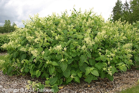 Aconogonon weyrichii 'Nina'